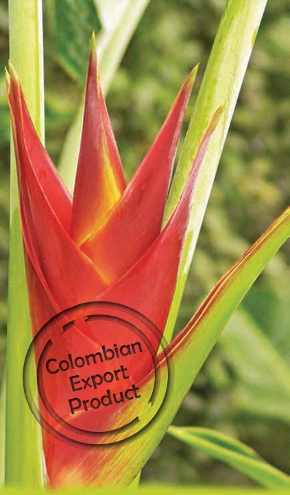 A Tropical Ornamental Plant - A Colombian Export Product