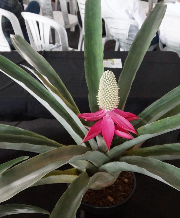 Premio a productor viverista