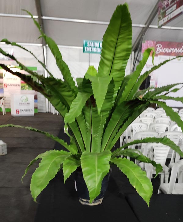 Premio a productor viverista