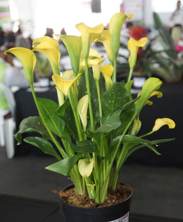 Premio casas varietales