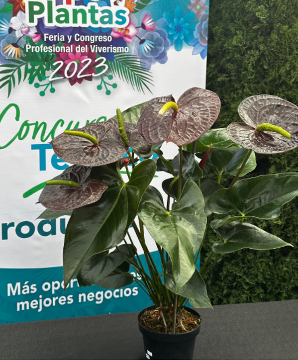 Premio a productor viverista