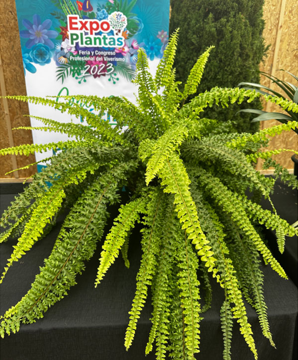 Premio a productor viverista