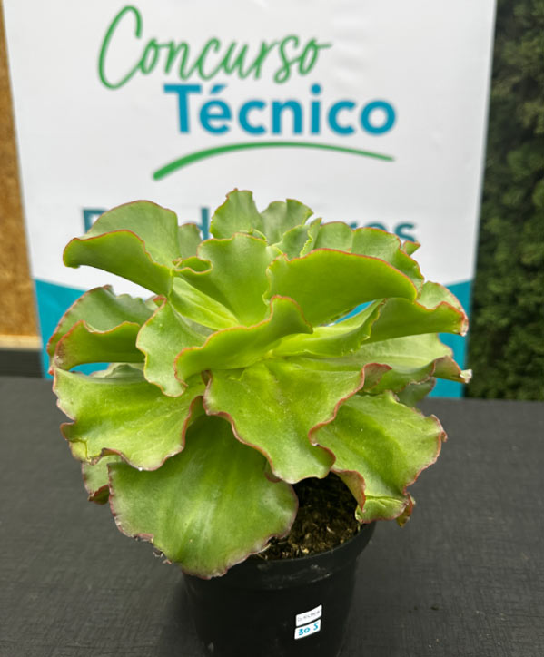 Premio a productor viverista