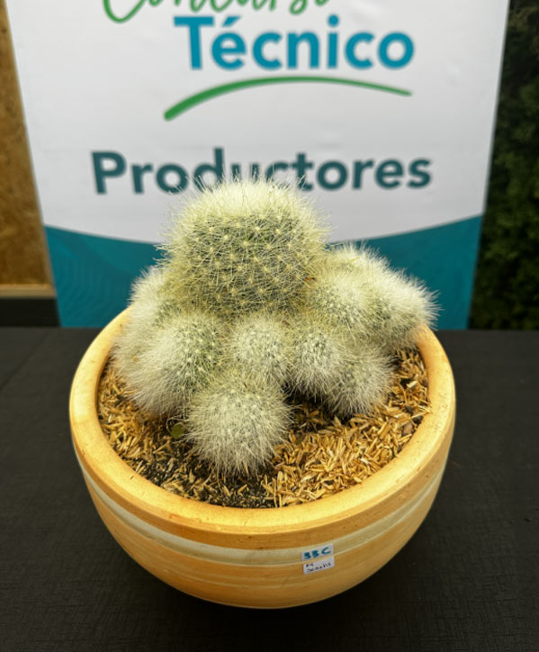 Premio a productor viverista