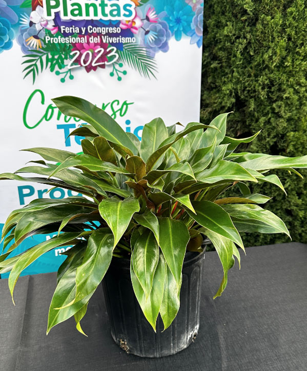 Premio a productor viverista