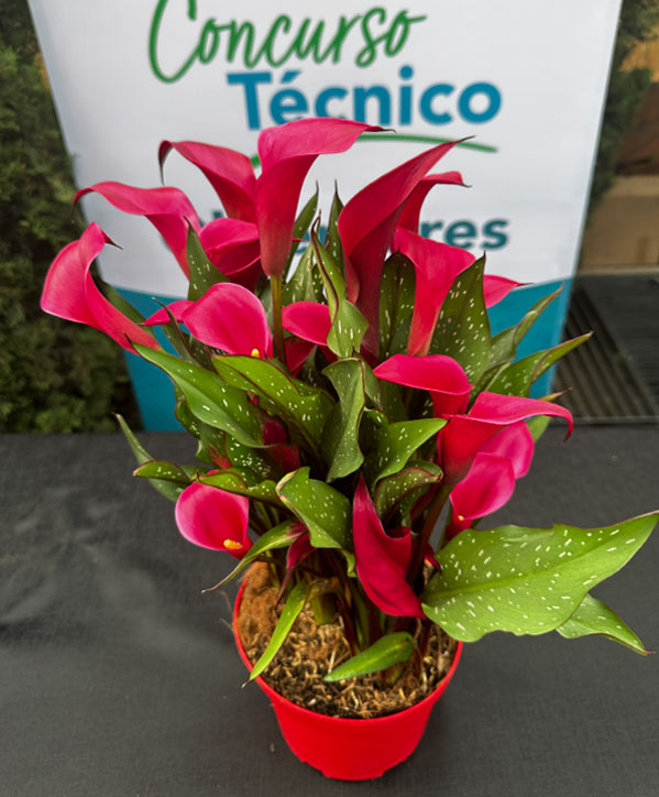 Premio casas varietales