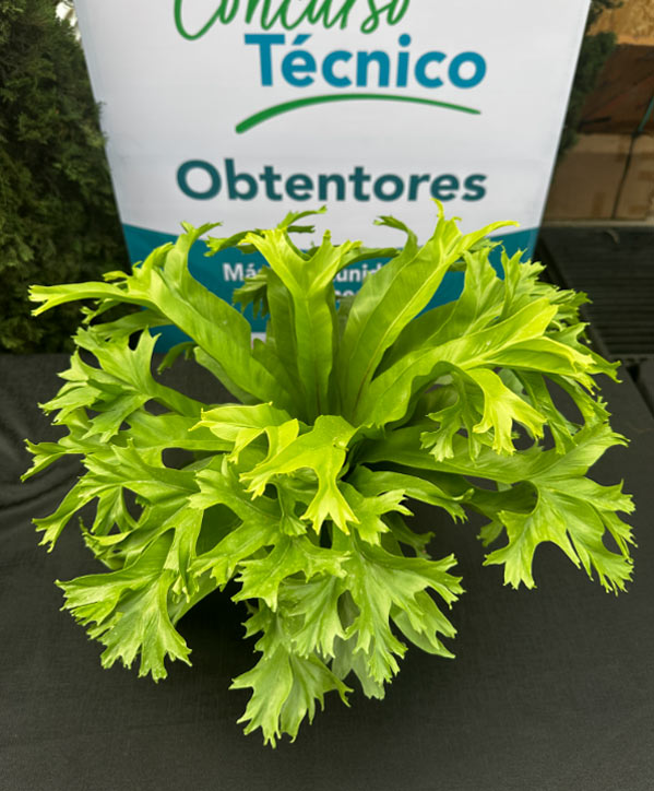 Premio casas varietales