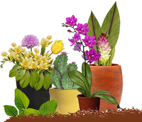 Materas en un jard&iacute;n