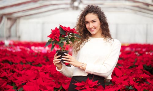 Poinsettias, las preferidas en Navidad