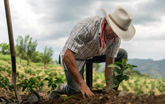 Un campesino sembrando