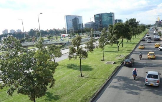 &Aacute;rboles en una v&iacute;a p&uacute;blica